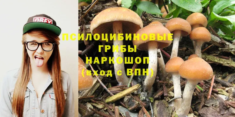 blacksprut ссылка  Талица  Псилоцибиновые грибы Cubensis 